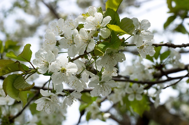 大樱桃花