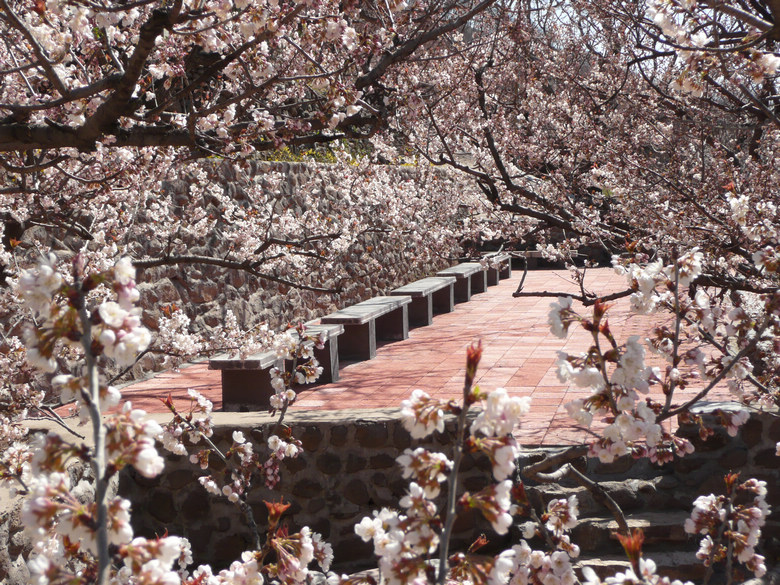 大樱桃农业旅游示范点春景